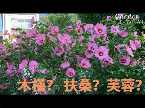 芙蓉 風水|芙蓉種植風水：何時栽種最吉利？